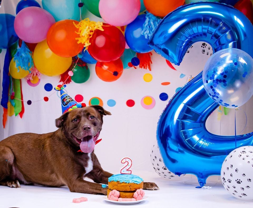 rescue dog birthday