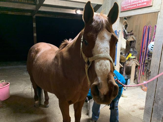mini horse v day kk 2-3-20.JPG