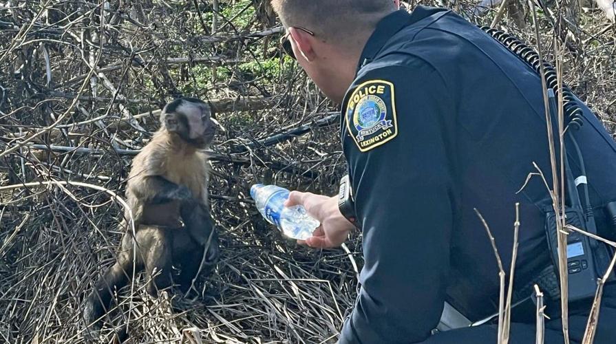 Monkey named 'Max' found by road crew along I-75 in Lexingtion on Feb. 23, 2023