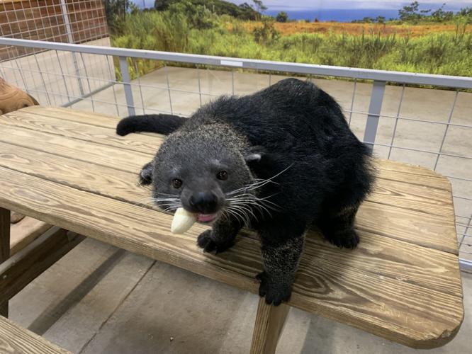 Wilstem Wildlife Park