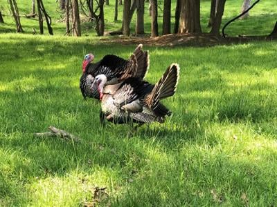 Wild Turkeys