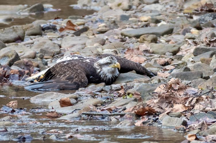 Bald eagle injured at Bernheim Forest