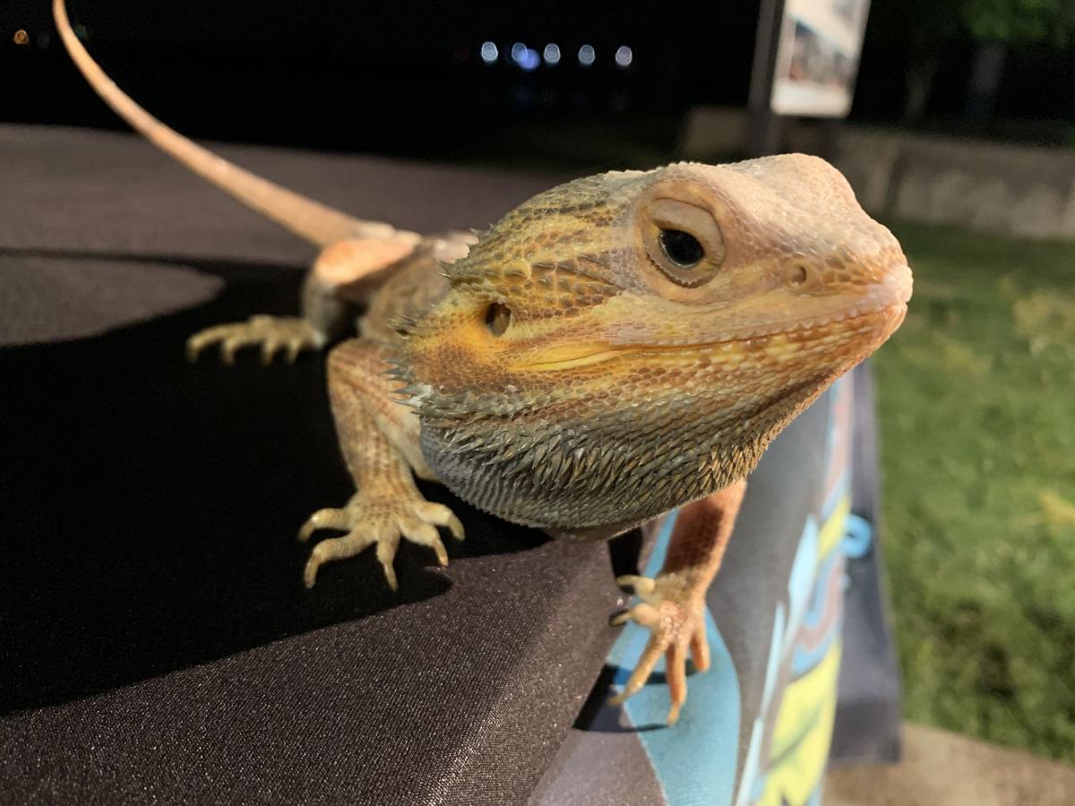 Indiana Reptile Breeders Expo showcases thousands of unique animals