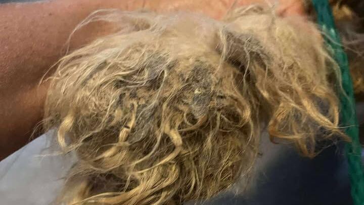 Dog hair matted - 9.20.25