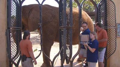 Louisville Zoo shares pregnant elephant's ultrasound