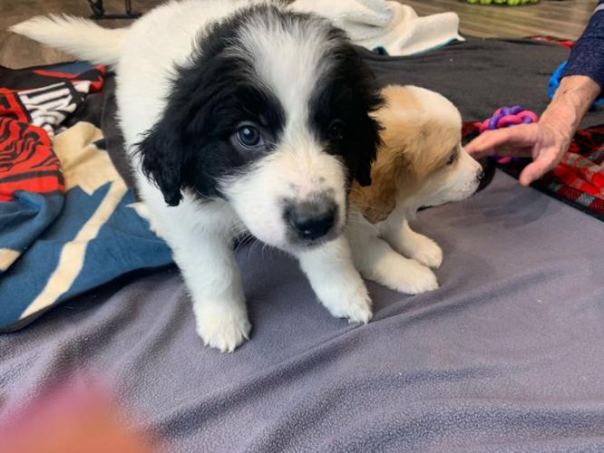 Puppy Generic