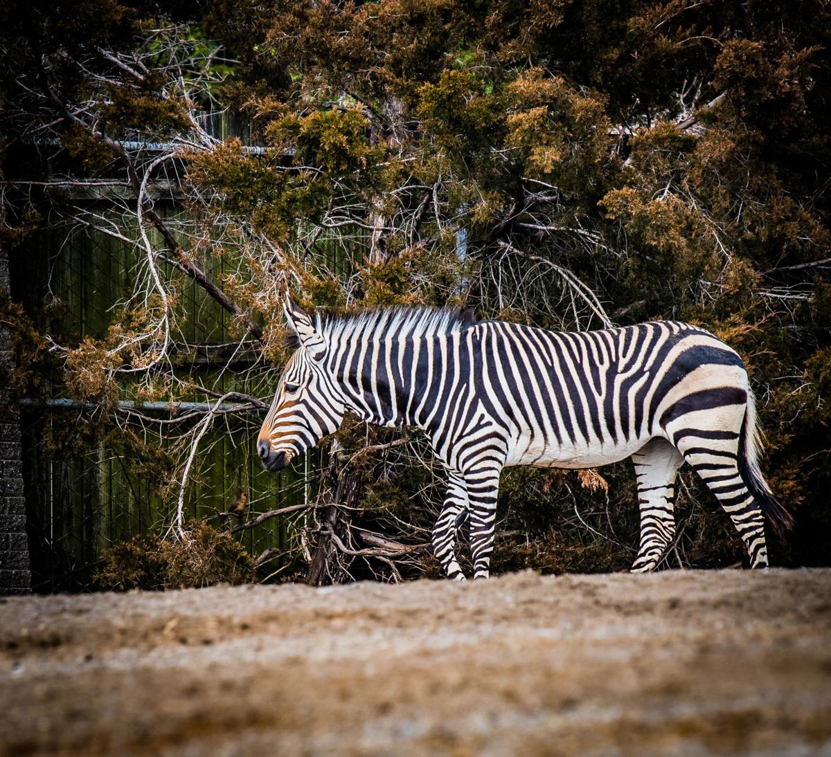 Louisville Zoo welcomes new zebra, called Athena | News | 0