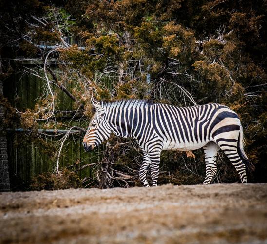 2020-1-30 Athena Hartmann's mountain zebra Louisville Zoo 2