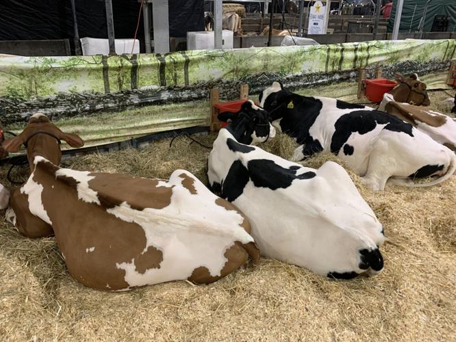 KY STATE FAIR - LIVE STOCK- 8-17-2023  2.JPG