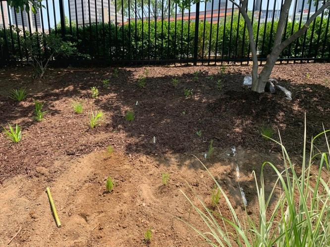 WDRB employees gather to plant and mulch the WDRB Flutter Farm