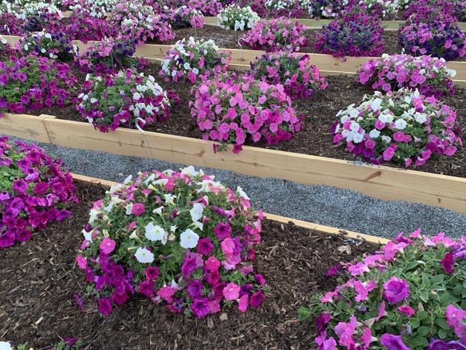 CHARLESTOWN FARM AND GARDEN - PLANTS FLOWERS SPRING PLANTING KK - 5-6-2021  (5).JPG