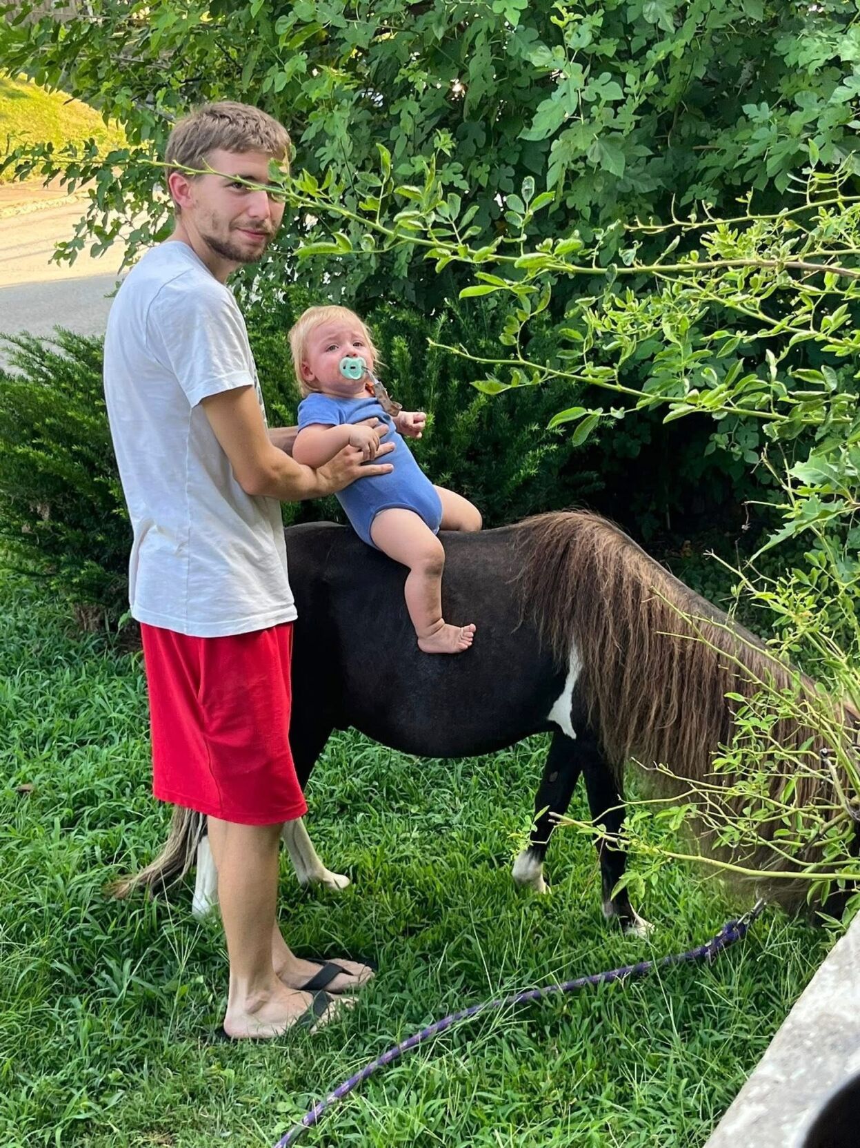 GERMANTOWN MINI HORSE 3.jpg