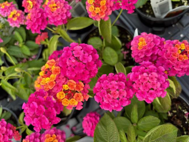 Lantana-Wallitsch Gardens segment 5-22-25