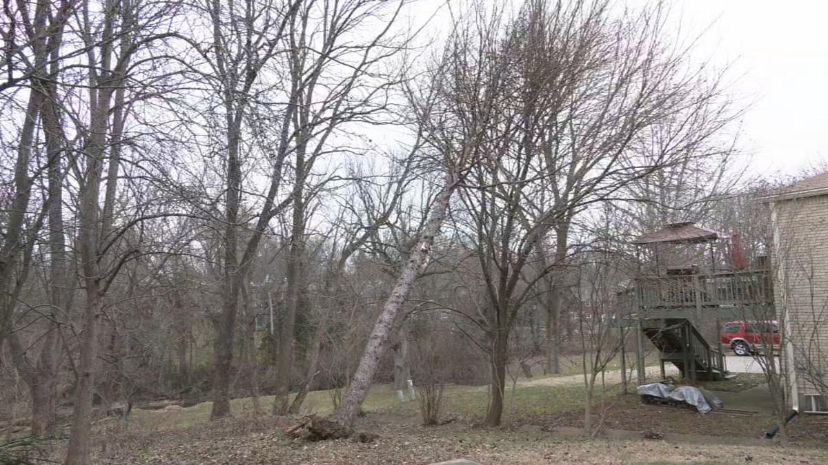 Wdrb Exploding Tree Neighbors step in after windstorm leaves tree inches from elderly woman ...