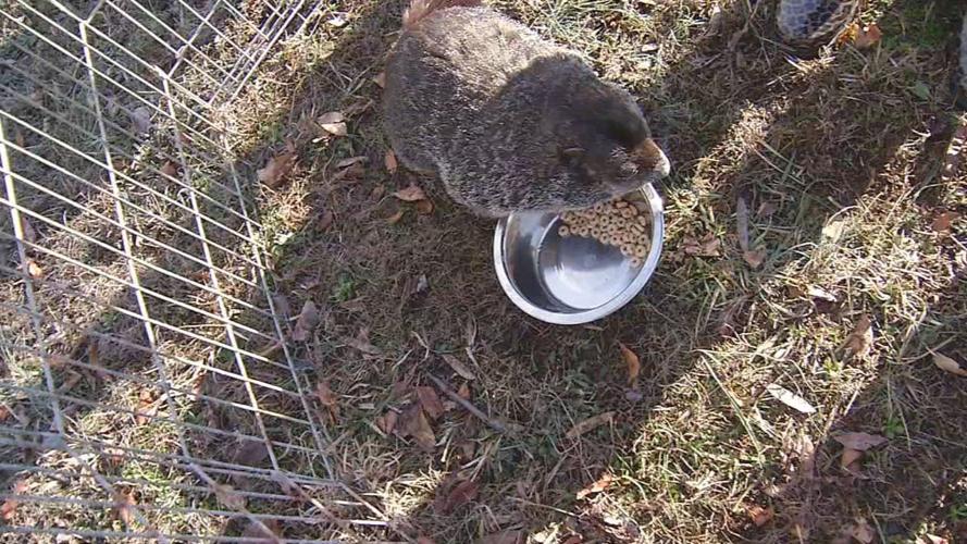 Dozer the Grounhog Wildlife in Need.png