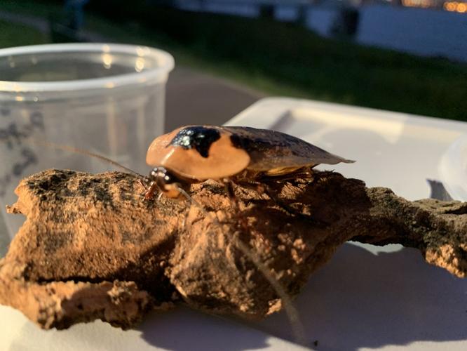 INDIANA REPTILE EXPO - LIZARDS - SNAKES - KEITH KAISER 6-11-2020  (3).jpeg