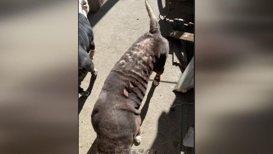 DOG ABUSE ARRESTS 5VO.transfer_frame_679.jpeg