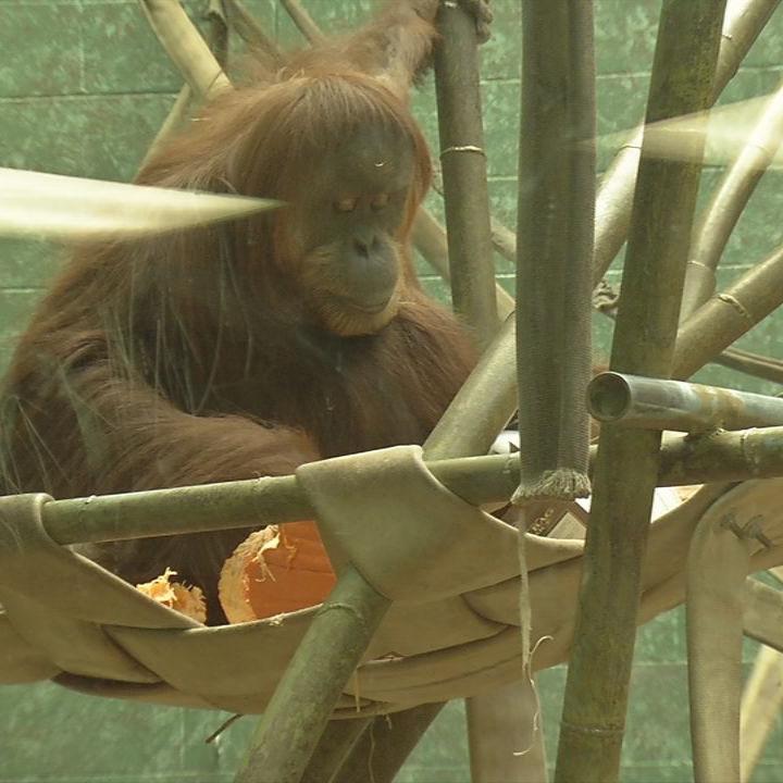 Orangutan at Louisville Zoo Asking to See What's Inside Visitor's Purse Is  Priceless - PetHelpful News