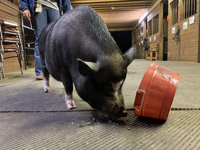 BOYS & GIRLS HAVEN - EQUINE PROGRAM - KK - 10-9-2020  (3).JPG