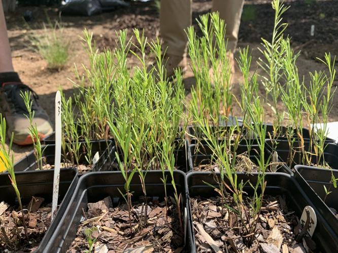 WDRB employees gather to plant and mulch the WDRB Flutter Farm