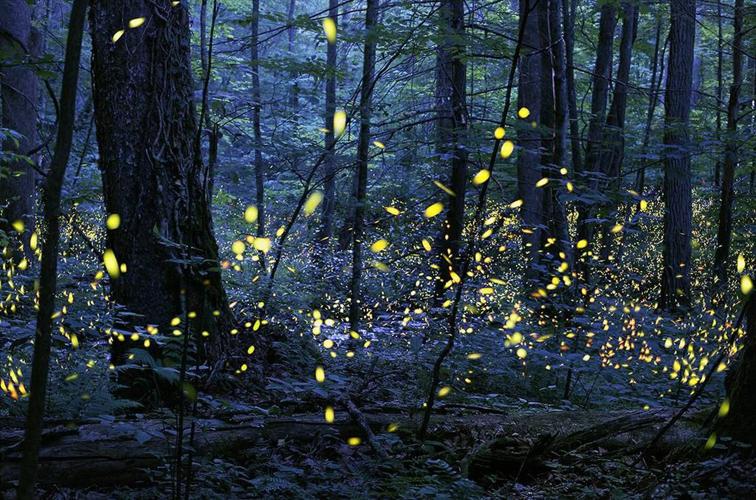SMOKY MOUNTAINS - FIREFLY VIEWING - IMAGE COURTESY US GOV - FILE 1 (1).jpg