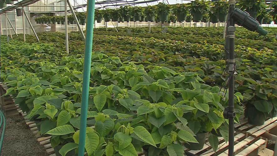 Country Corner Greenhouse 10.jpg