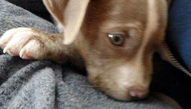 Puppy (generic).jpg