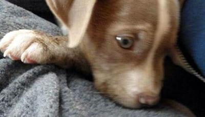Puppy (generic).jpg
