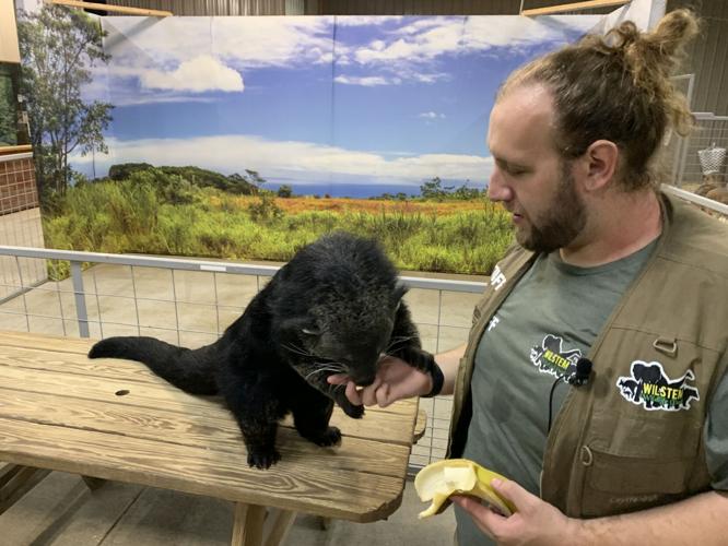 Wilstem Wildlife Park