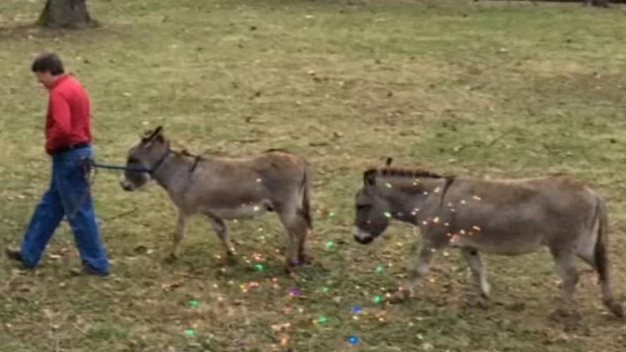 2 donkeys found mauled to death in southeast Louisville