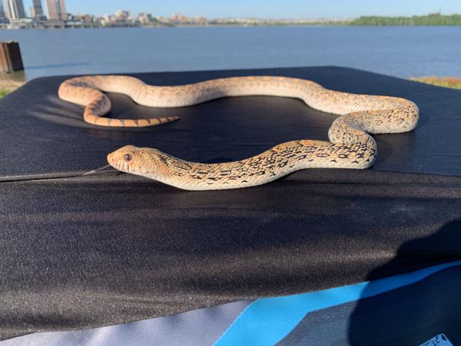INDIANA REPTILE EXPO - LIZARDS - SNAKES - KEITH KAISER 6-11-2020  (4).jpeg