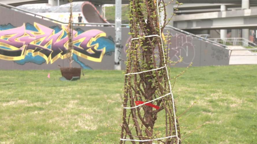 SKATE PARK TREE PLANTING (1).jpeg