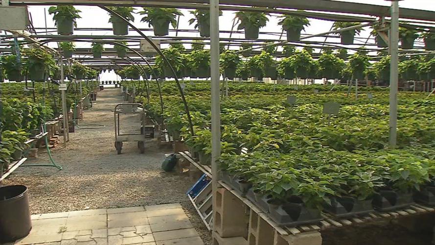Country Corner Greenhouse 9.jpg