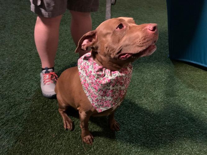 All things for dogs takes over Westport Village for Puppy Palooza