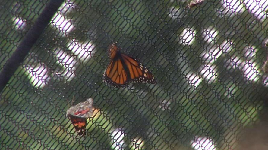 MONARCH FESTIVAL 10VO.transfer_frame_281.jpg