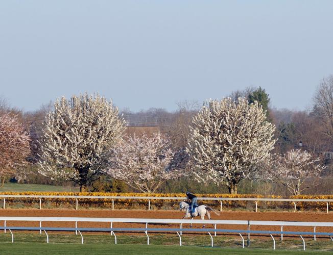 Scenics, 2022 Keeneland Spring Meet