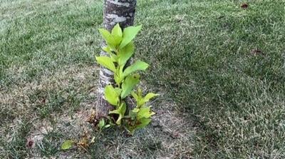 Tree sucker