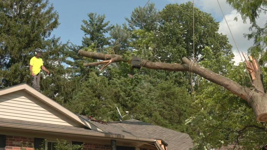 BUSY TREE REMOVAL COMPANIES
