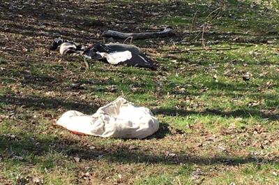 Pot-bellied pig carcass Shawnee Park