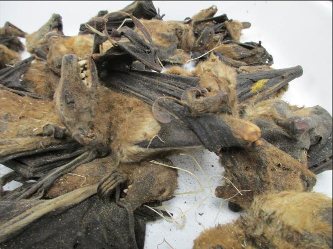 Shipment with dead bats intercepted in Louisville 11-7-24