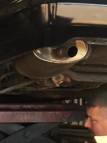 CAT RESCUED FROM CAR - FRANKFORT KY - COURTESY MIDAS OF FRANKFORT 1 (5).jpg
