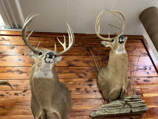 Hunting Tips - 2 Stuffed Bucks.jpeg