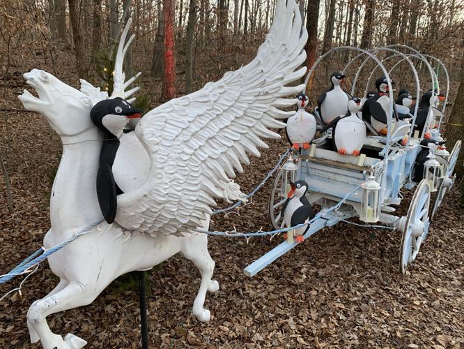 Winter Woods Spectacular (24).JPG