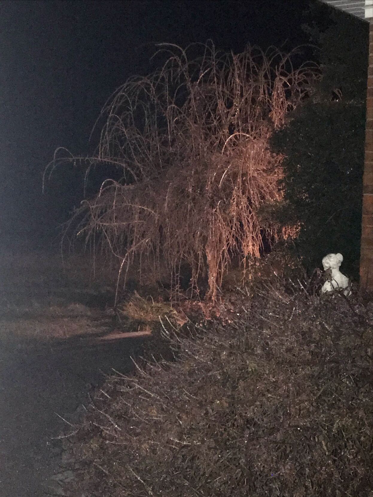 Ice on tree in Caneyville, Kentucky