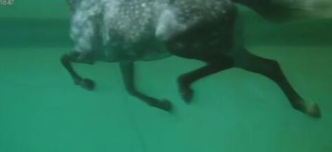 Under water view of swimming horse at KESMARC