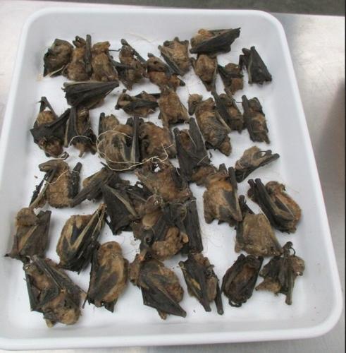 Shipment with dead bats intercepted in Louisville 11-7-24