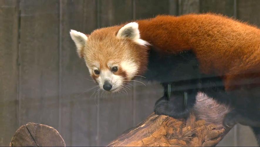 A red panda was unveiled as the Louisville Zoo's newest animal on May 16, 2023.