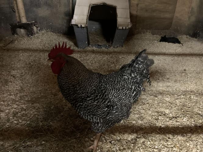 BOYS & GIRLS HAVEN - EQUINE PROGRAM - KK - 10-9-2020  (4).JPG