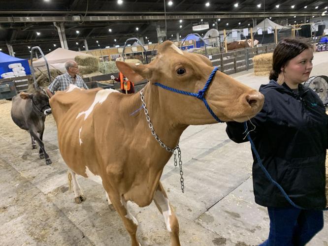 KY STATE FAIR - LIVESTOCK - 8-17-2023 4.JPG