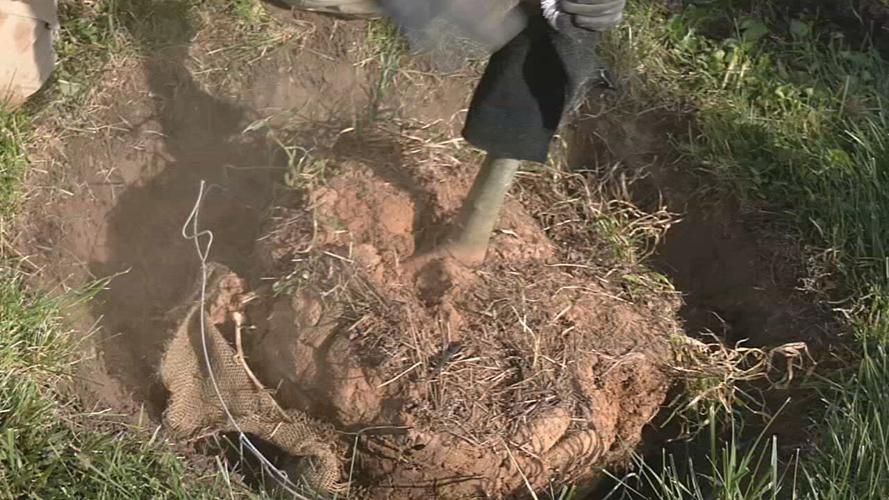 Tree planted during southend beautification campaign.jpeg